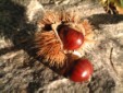 Castagne, frutto